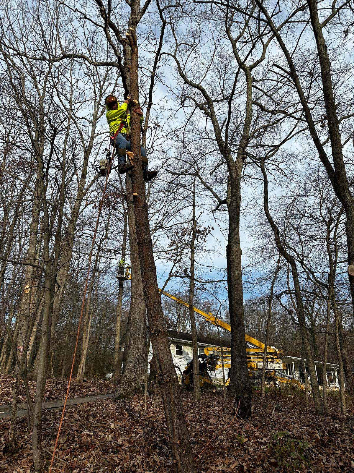 Safe tree branch cutting near a home roof and driveway