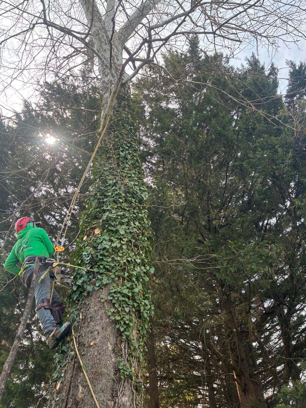 Commercial tree trimming service outside a business property