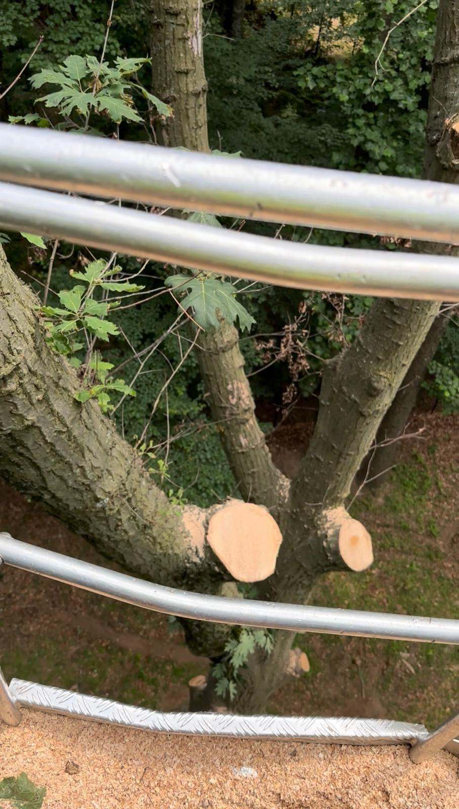 Residential tree pruning service improving shape and safety near a home