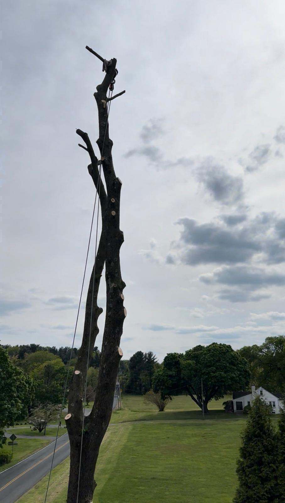 Residential tree trimming service improving a front yard