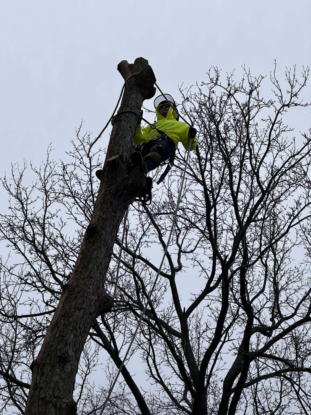 Emergency tree removal in Baltimore, MD, after storm damage