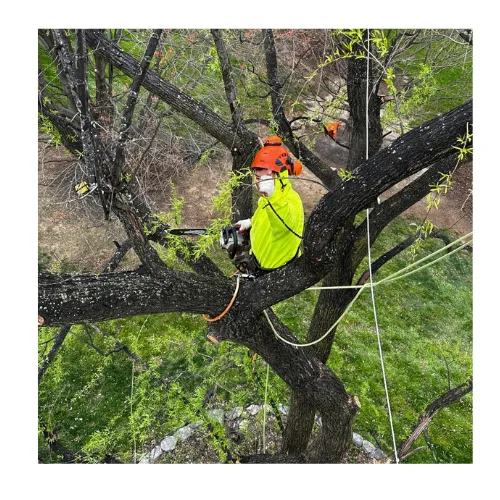 Professional tree trimming services in Baltimore, MD, for residential yards