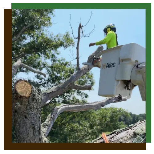 Tree removal in Baltimore, MD, performed by the Apple Tree Expert team