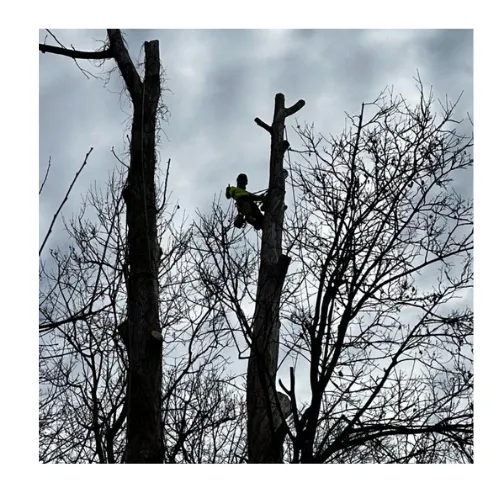 Tree Pruning
