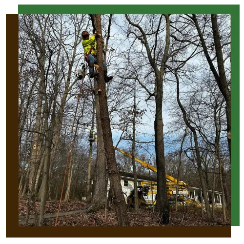 Lot clearing services and tree removal in Baltimore, MD, property