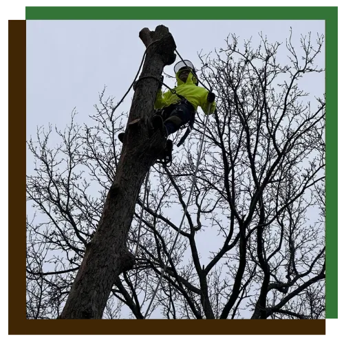 Professional tree removal service completed in Baltimore, MD