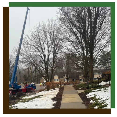 Tree pruning and trimming service in Towson, Maryland