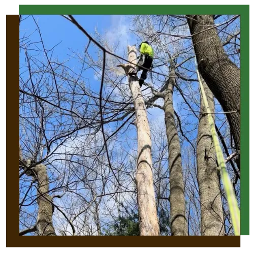 Additional Tree Services
