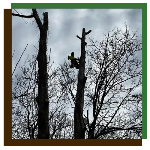 Tree Pruning