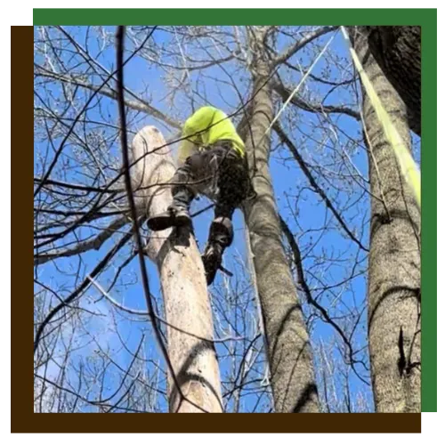 Towson tree removal team clearing a damaged tree near a home safely