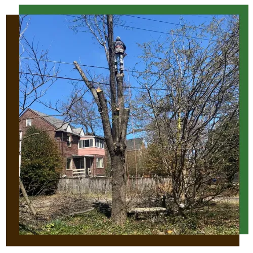 Tree removal crew working in a front yard in Columbia, MD
