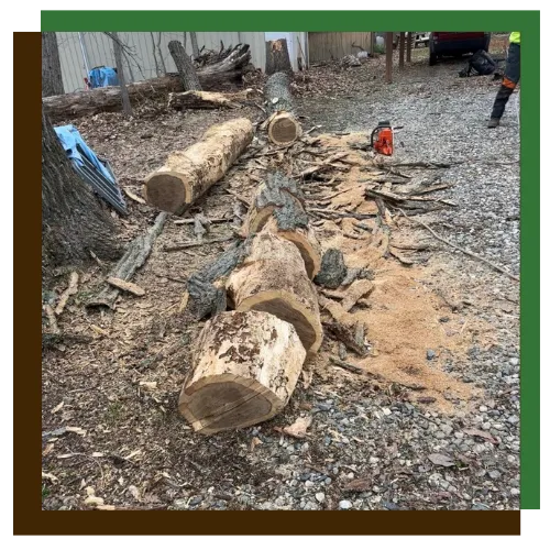 Homeowner receiving a tree removal estimate in Columbia, MD