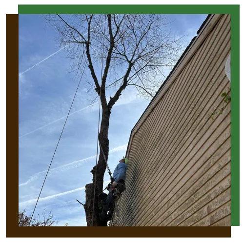 Tree trimming crew shaping branches in Towson, MD