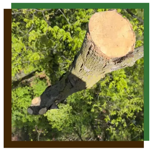 Commercial tree trimming crew working on a business property