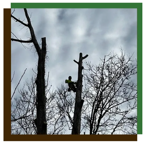Tree trimming crew improving a front yard in Columbia, MD