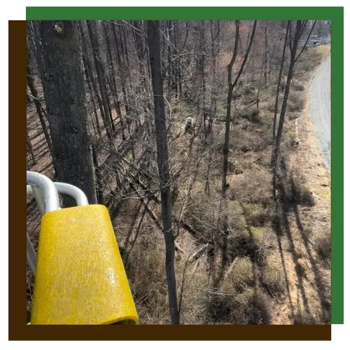 Licensed tree service team handling careful tree trimming in Baltimore, MD