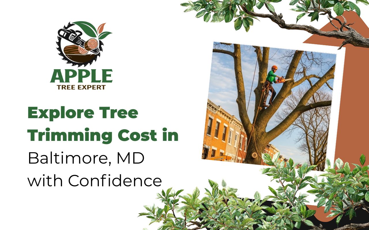 Explore Tree Trimming Cost in Baltimore, MD with Confidence