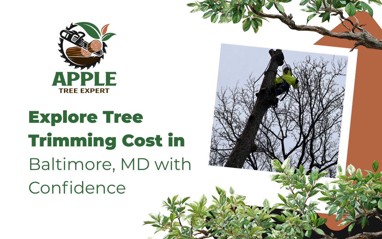 Tree pruning benefits in Baltimore, MD for a safer and cleaner yard