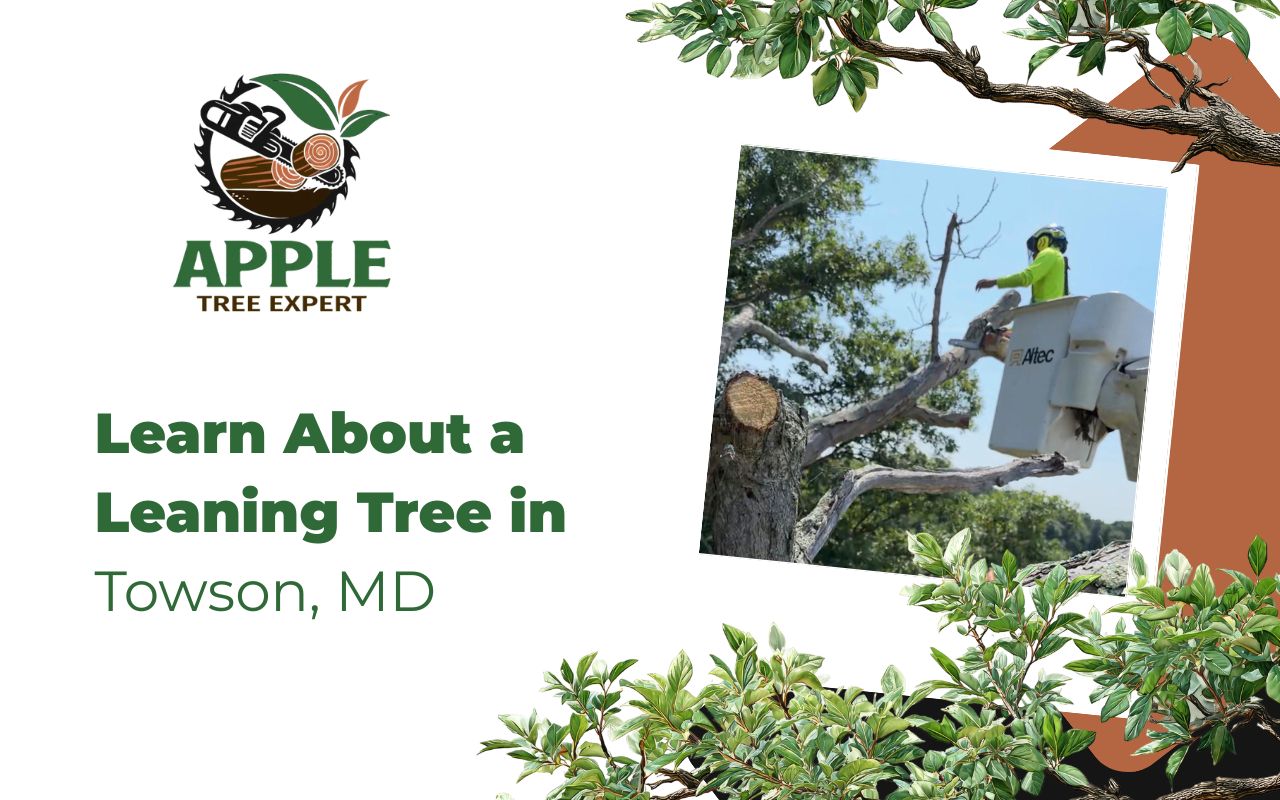 Dead tree in Towson, MD showing warning signs in a residential yard