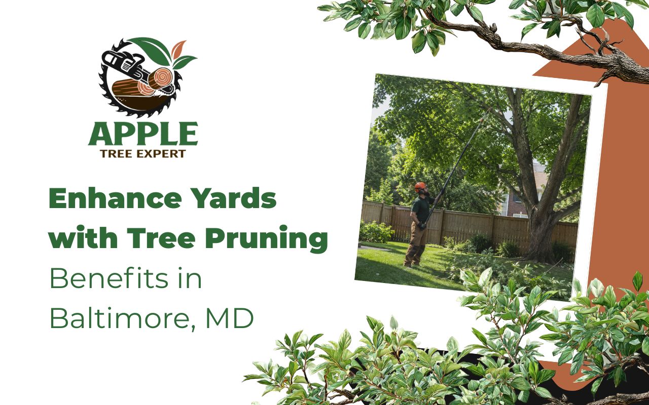 Tree pruning benefits in Baltimore, MD for a safer and cleaner yard