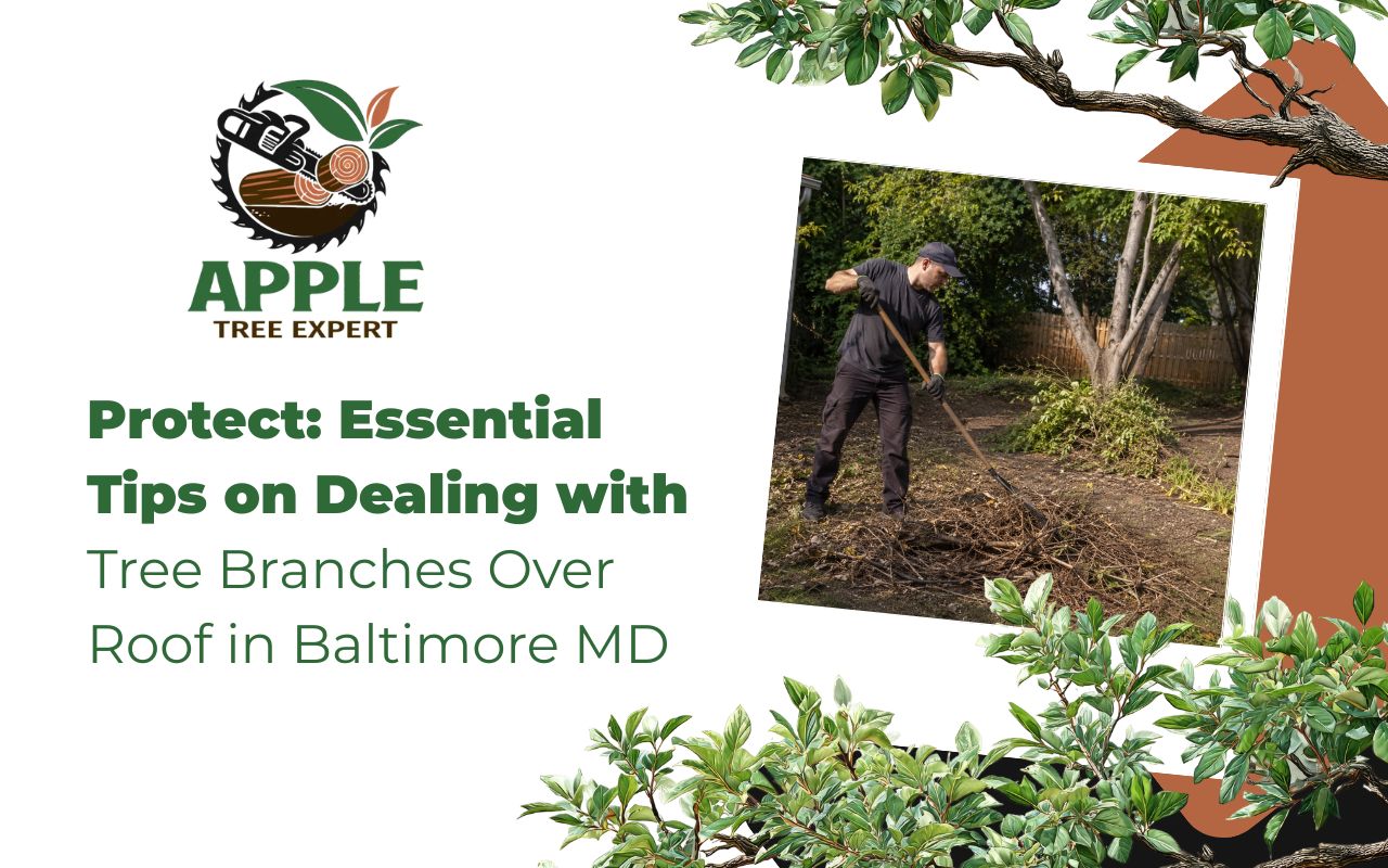 Protect: Essential Tips on Dealing with Tree Branches Over Roof in Baltimore MD