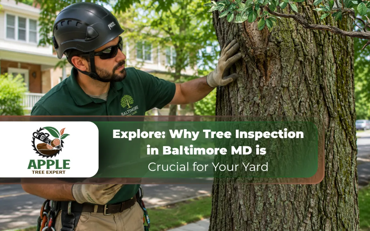 Arborist checking a tree trunk during a tree inspection in Baltimore, MD