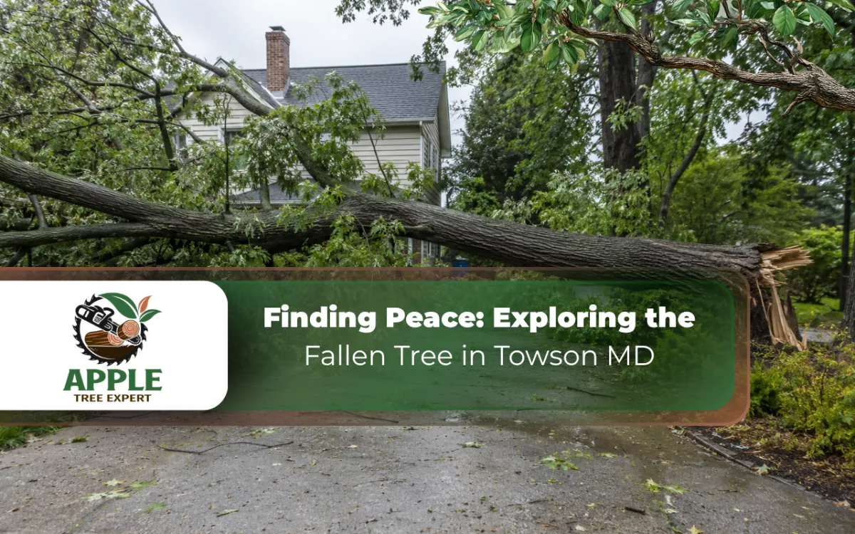 Fallen tree in Towson, MD blocking a residential driveway after storm damage