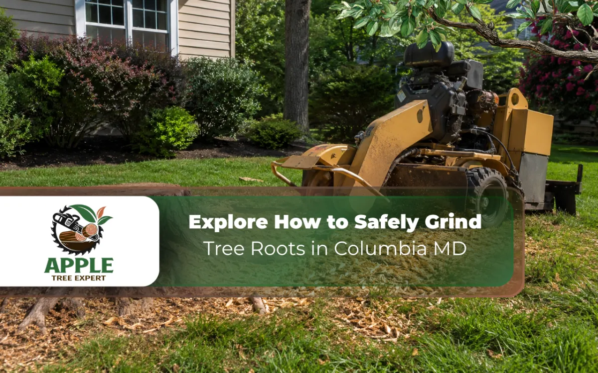 Root grinding work near a stump in a Columbia MD yard