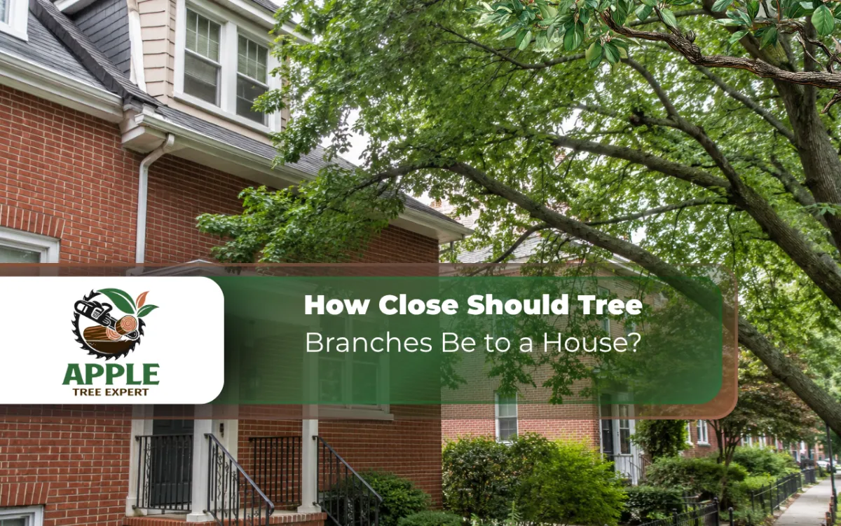Tree Branches Too Close to House in Baltimore, MD Guide