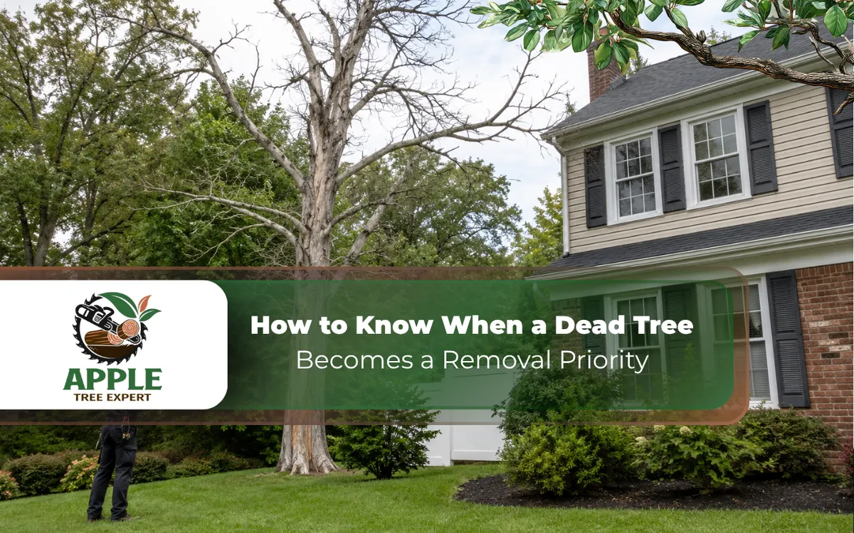 Dead tree in Towson MD requiring removal near a residential home