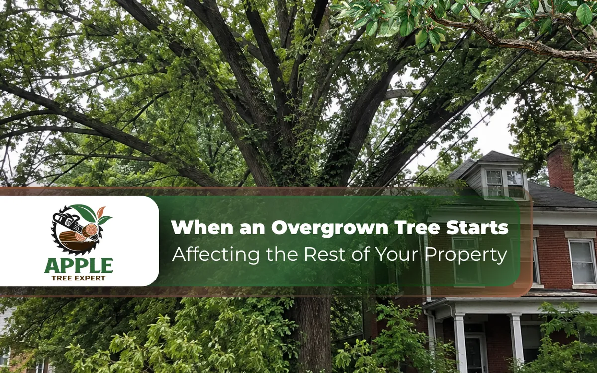 Overgrown tree in Baltimore MD with a dense residential canopy