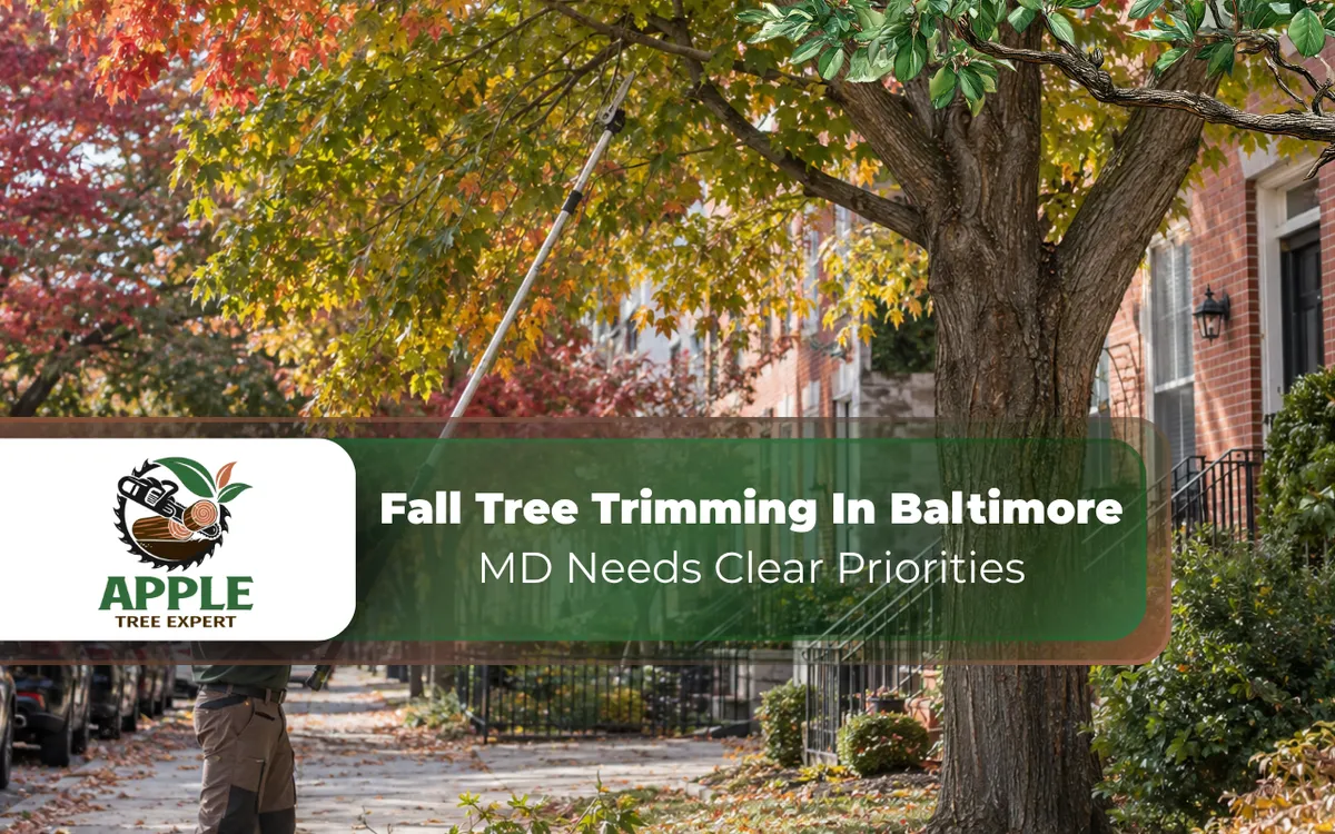 Fall Tree Trimming In Baltimore MD Needs Clear Priorities