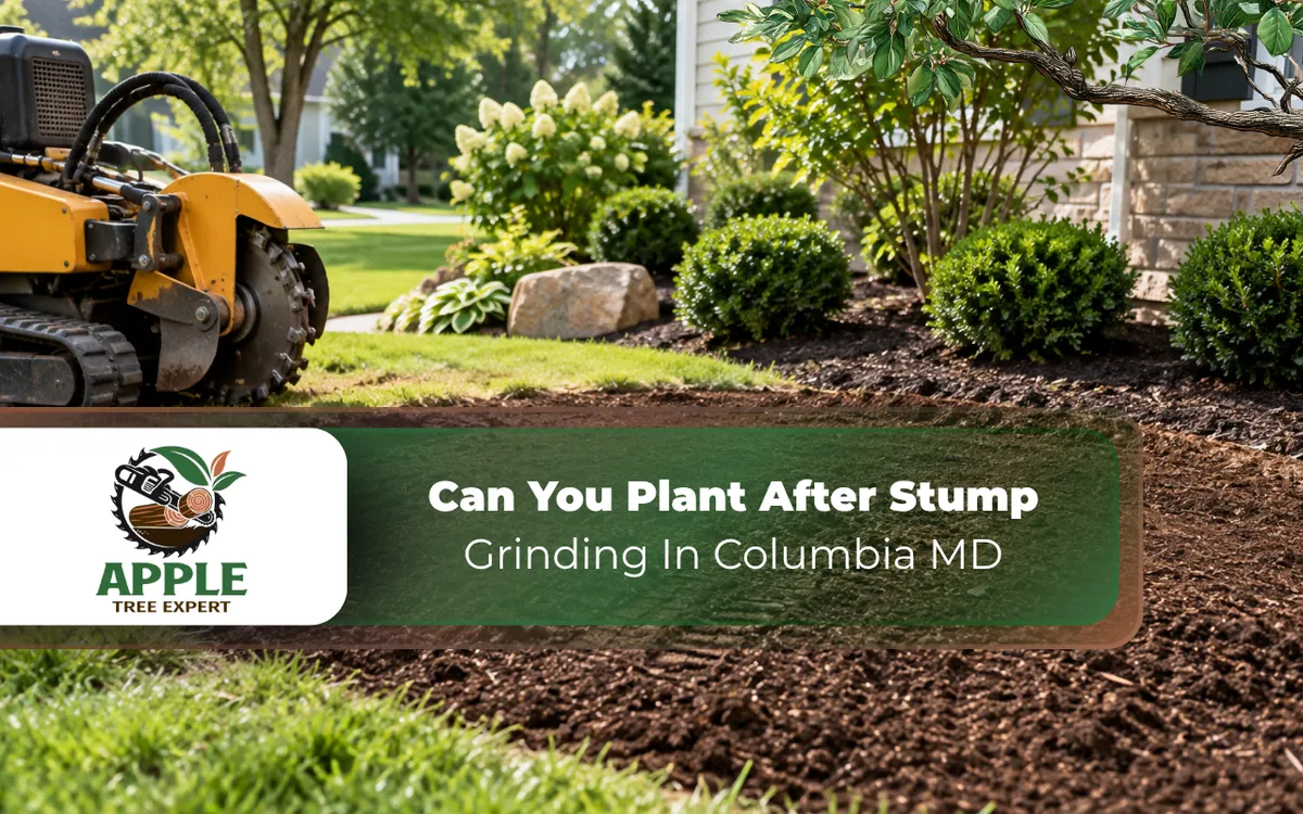 Can You Plant After Stump Grinding In Columbia MD