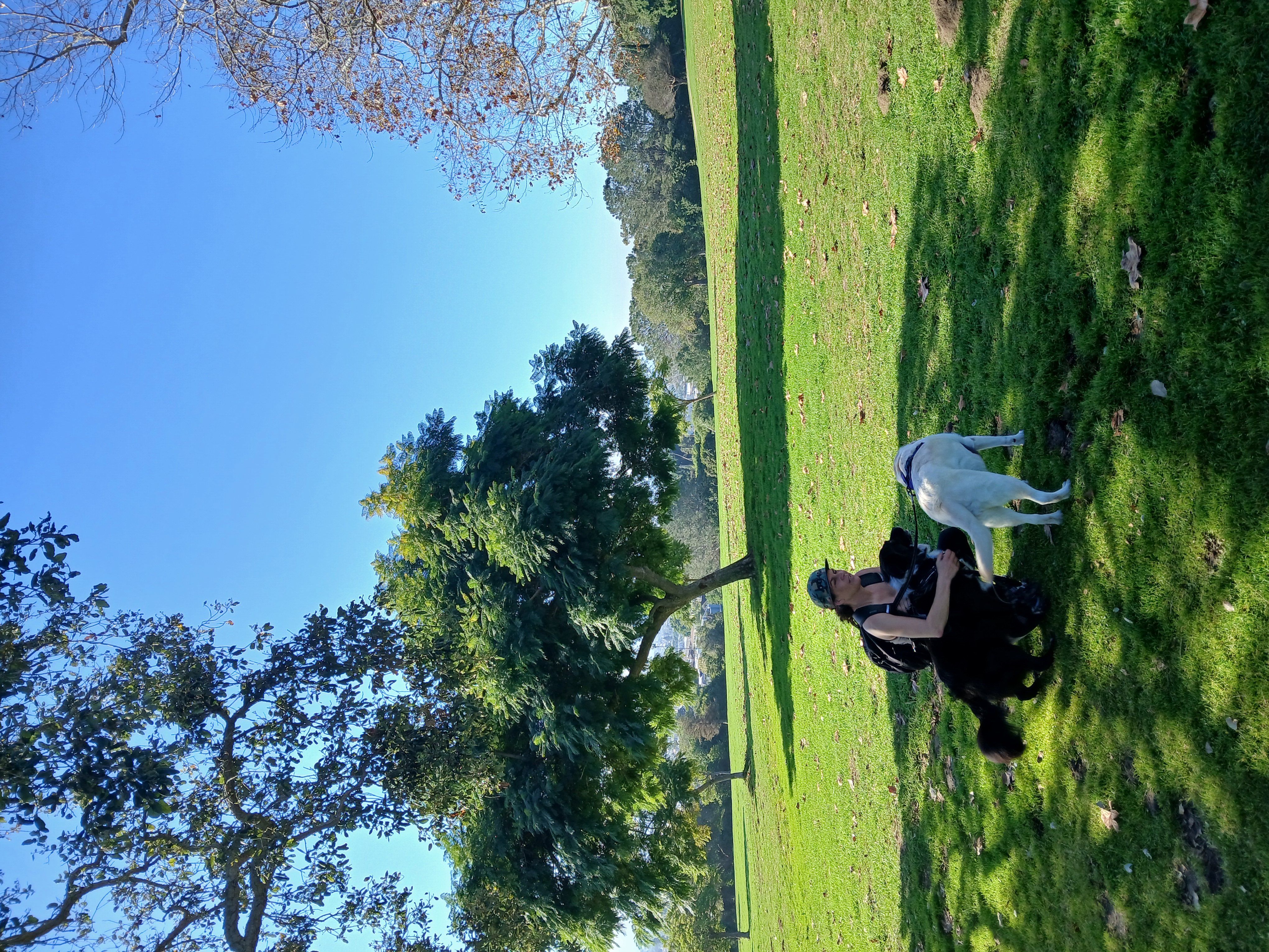 brown curly coated small dog