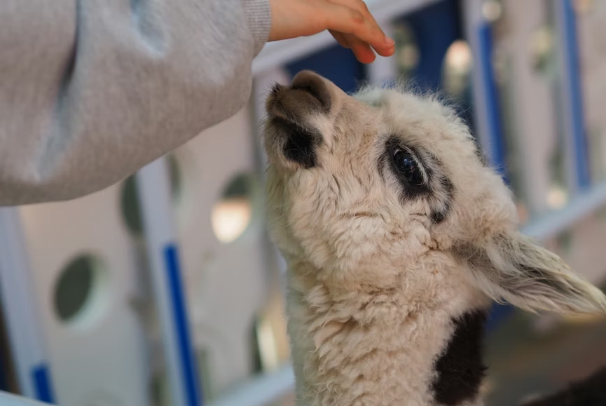 camelid breeding management conference