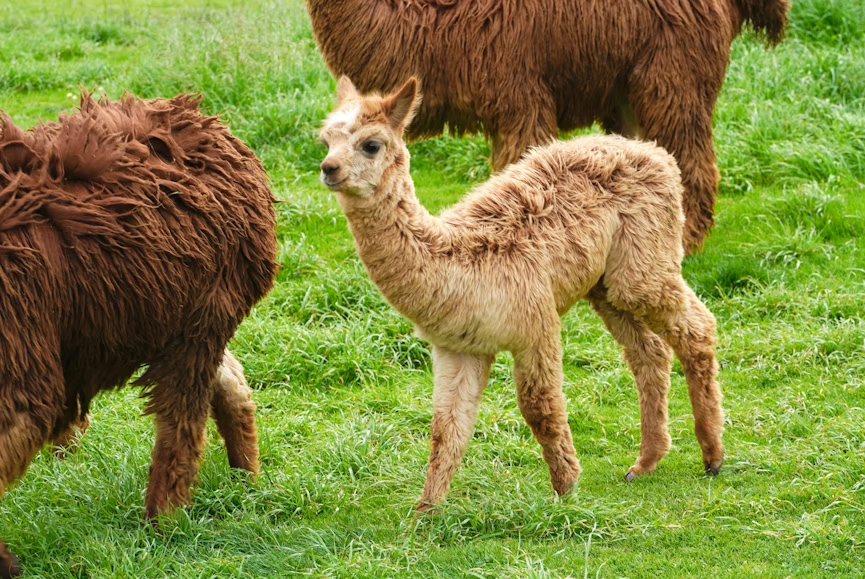 alpaca herd reproduction seminar