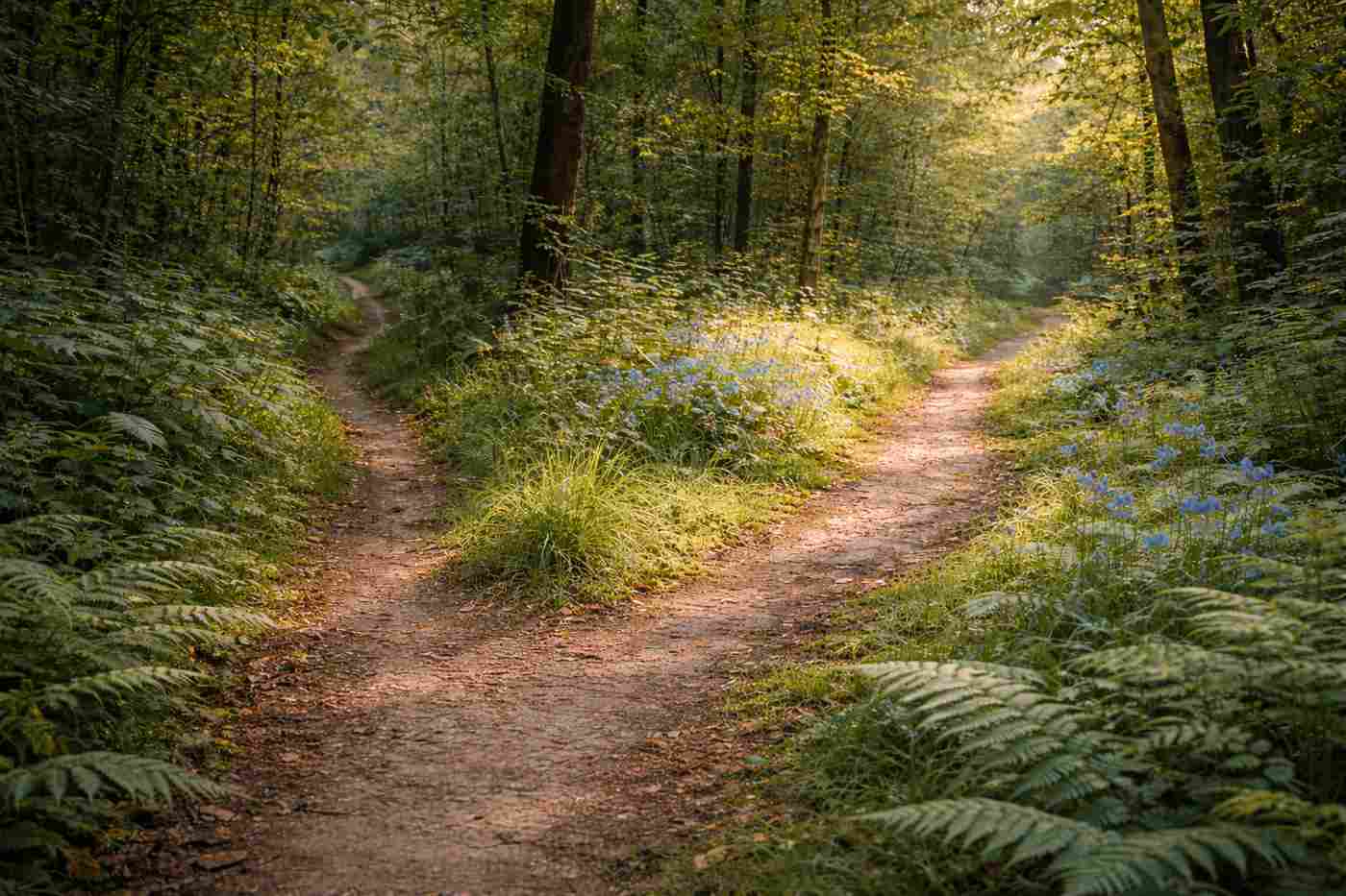 A forest path forking off in two directions