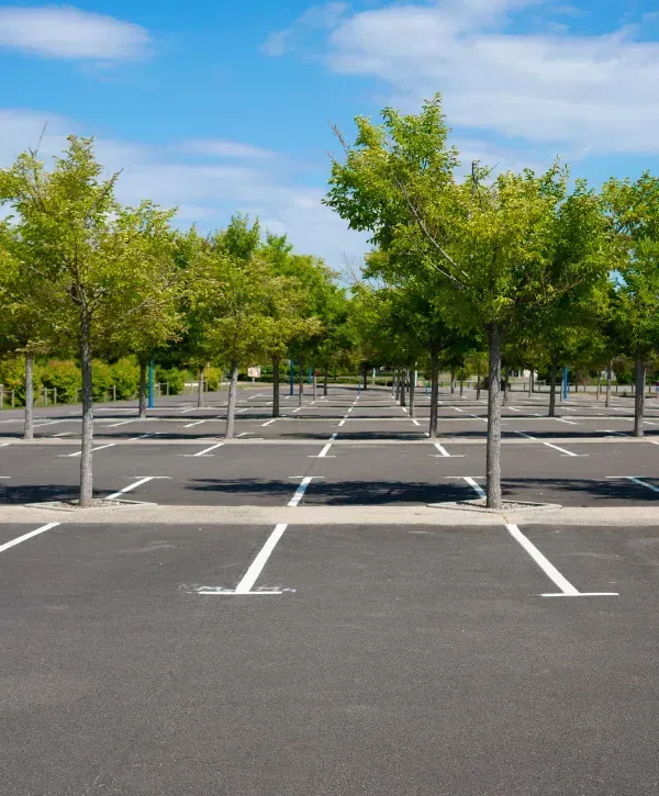 Empty parking lot with evenly spaced trees and freshly marked lines