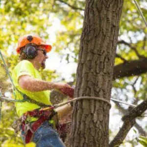 Apex Estates Tree Services in South NJ