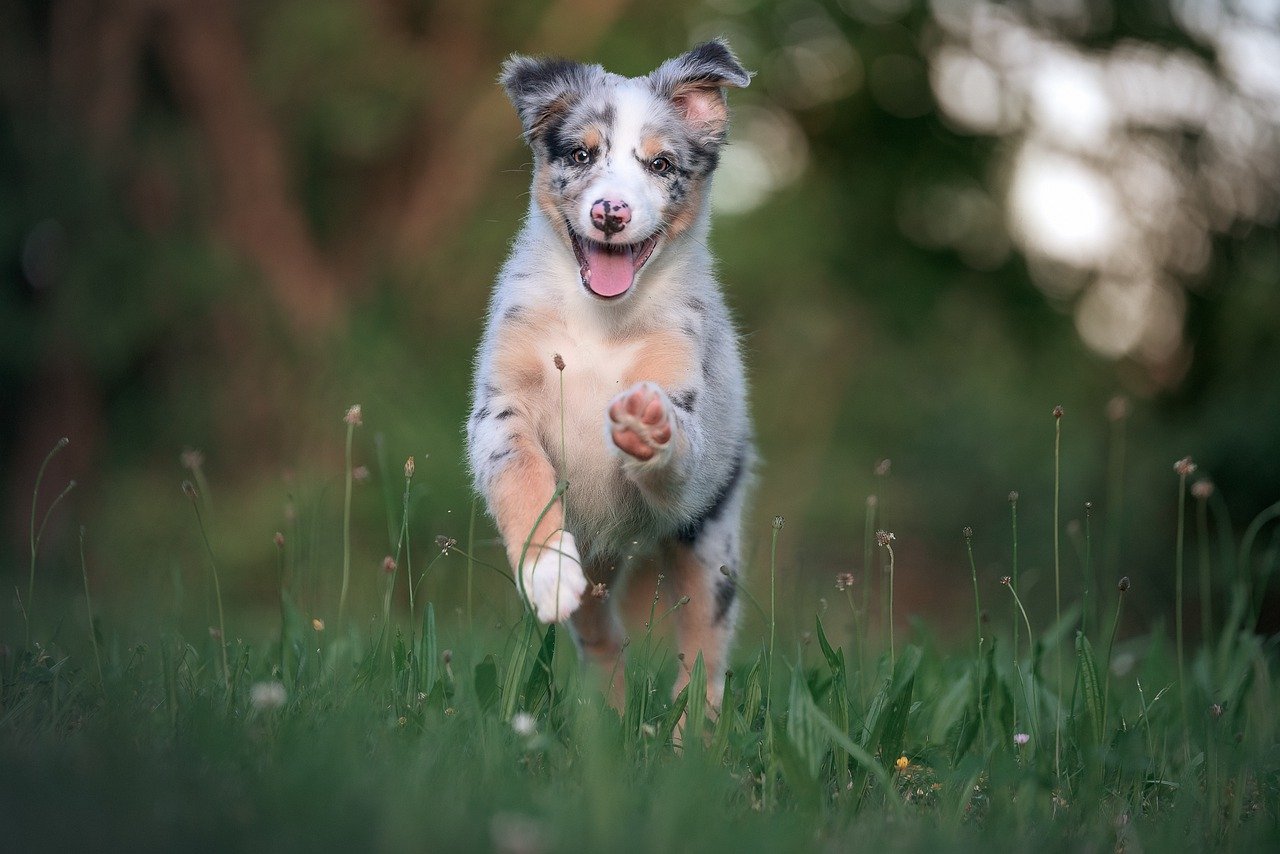 an Australian shepherd puppy in a field