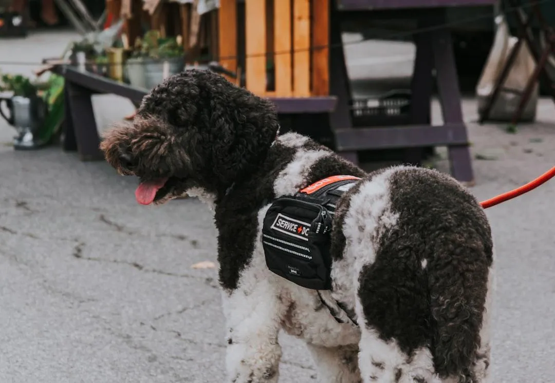 A poodle mix service dog wearing a black vest