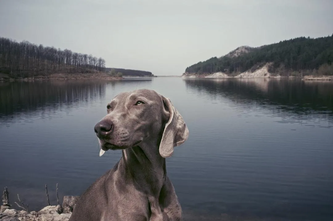 A Weimaraner at a lake