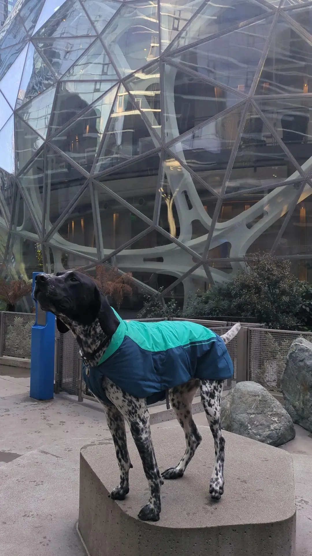 german shorthaired pointer 