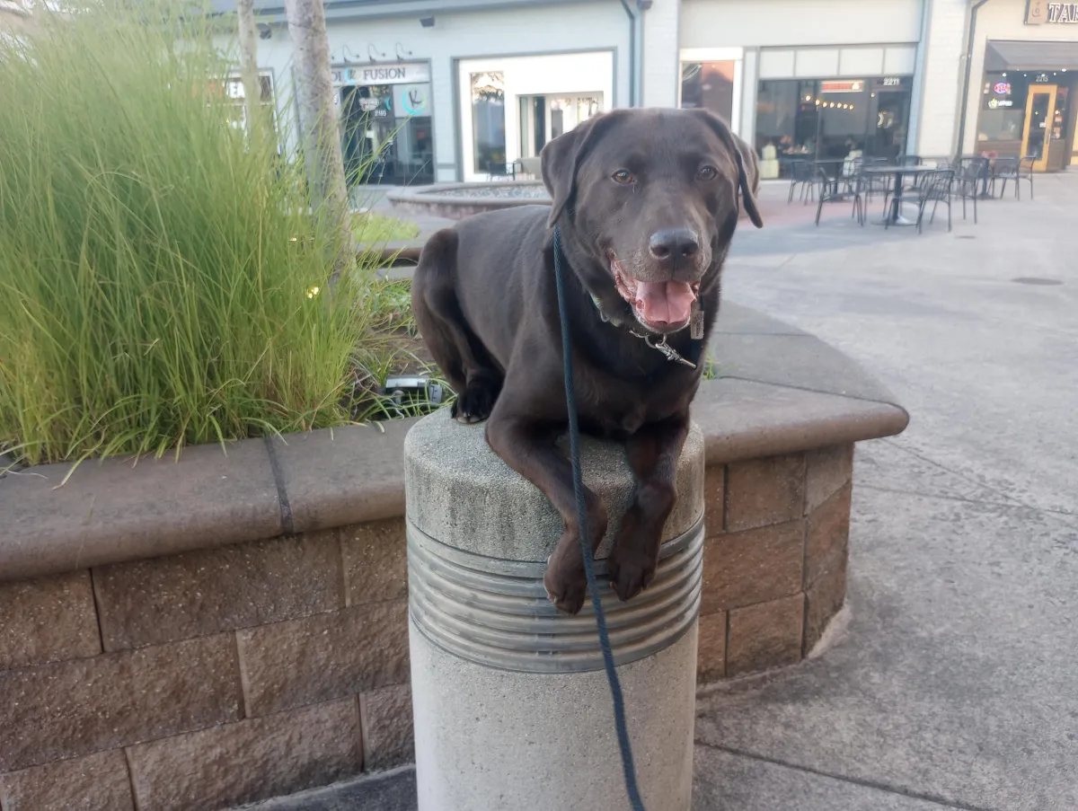 Chocolate labrador