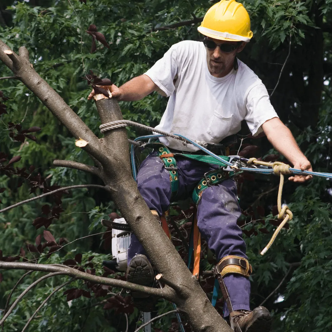 Tree Pruning