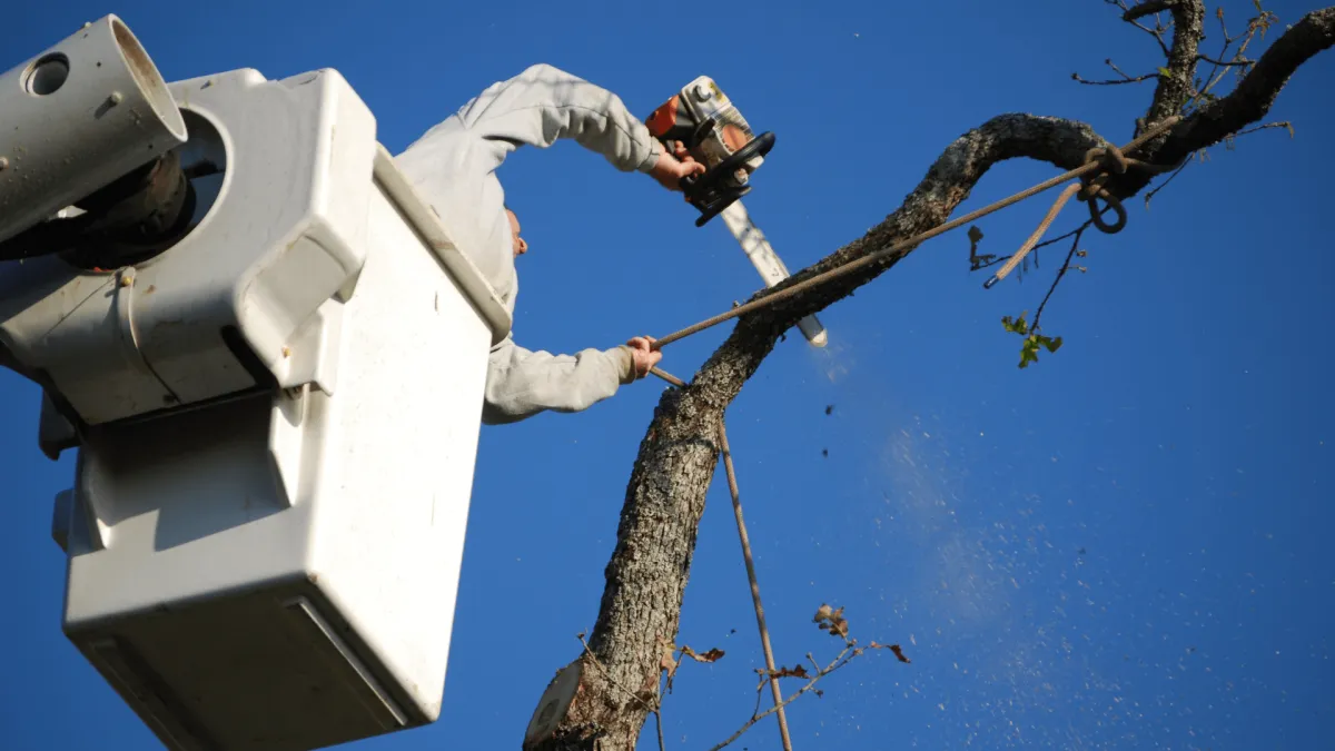 Tree Timming