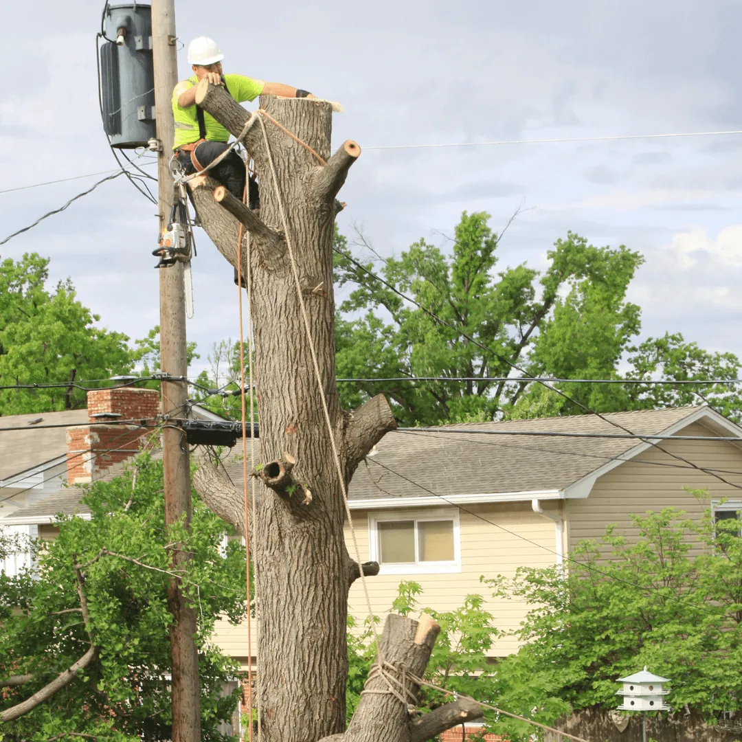 Large Tree Removal