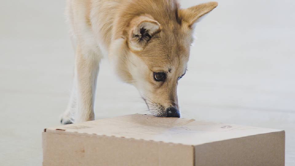 Hund som søker etter godbit i tom pappeske