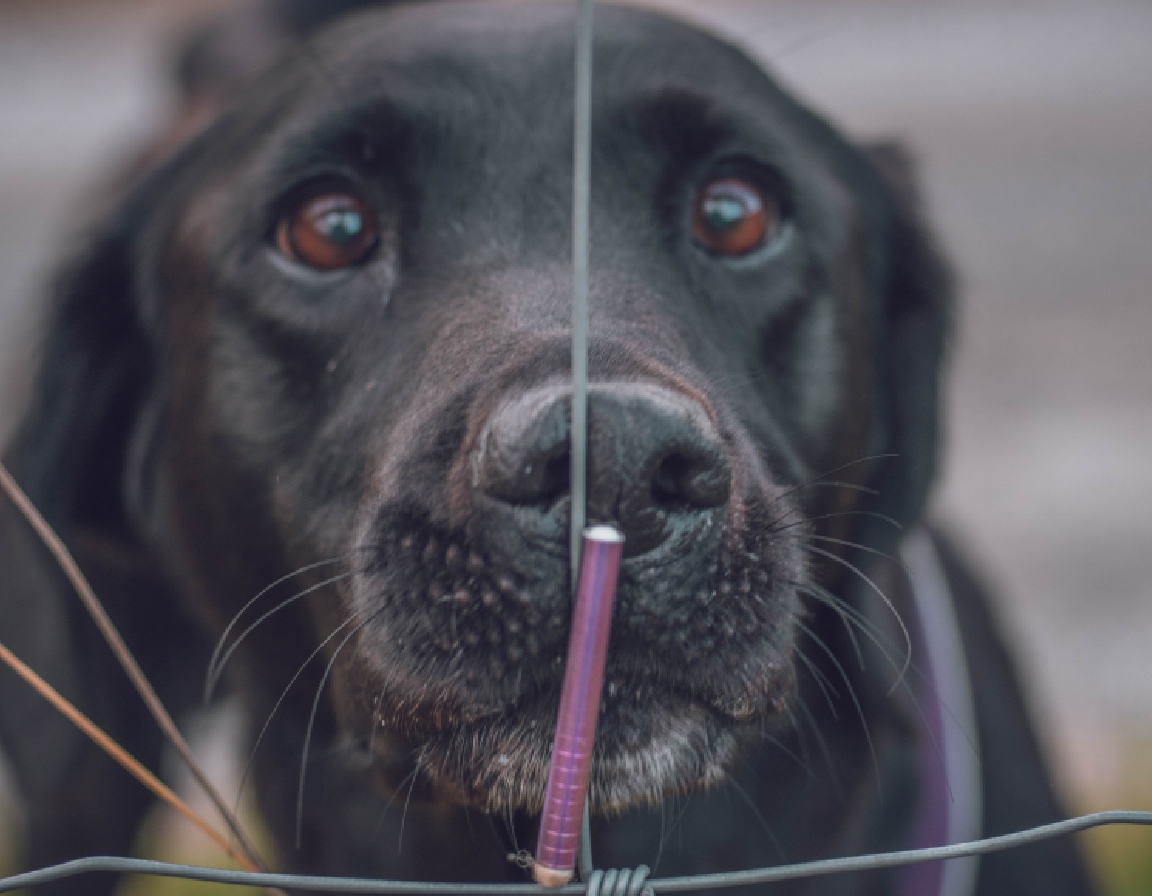 Hund som søker på uvanlige steder