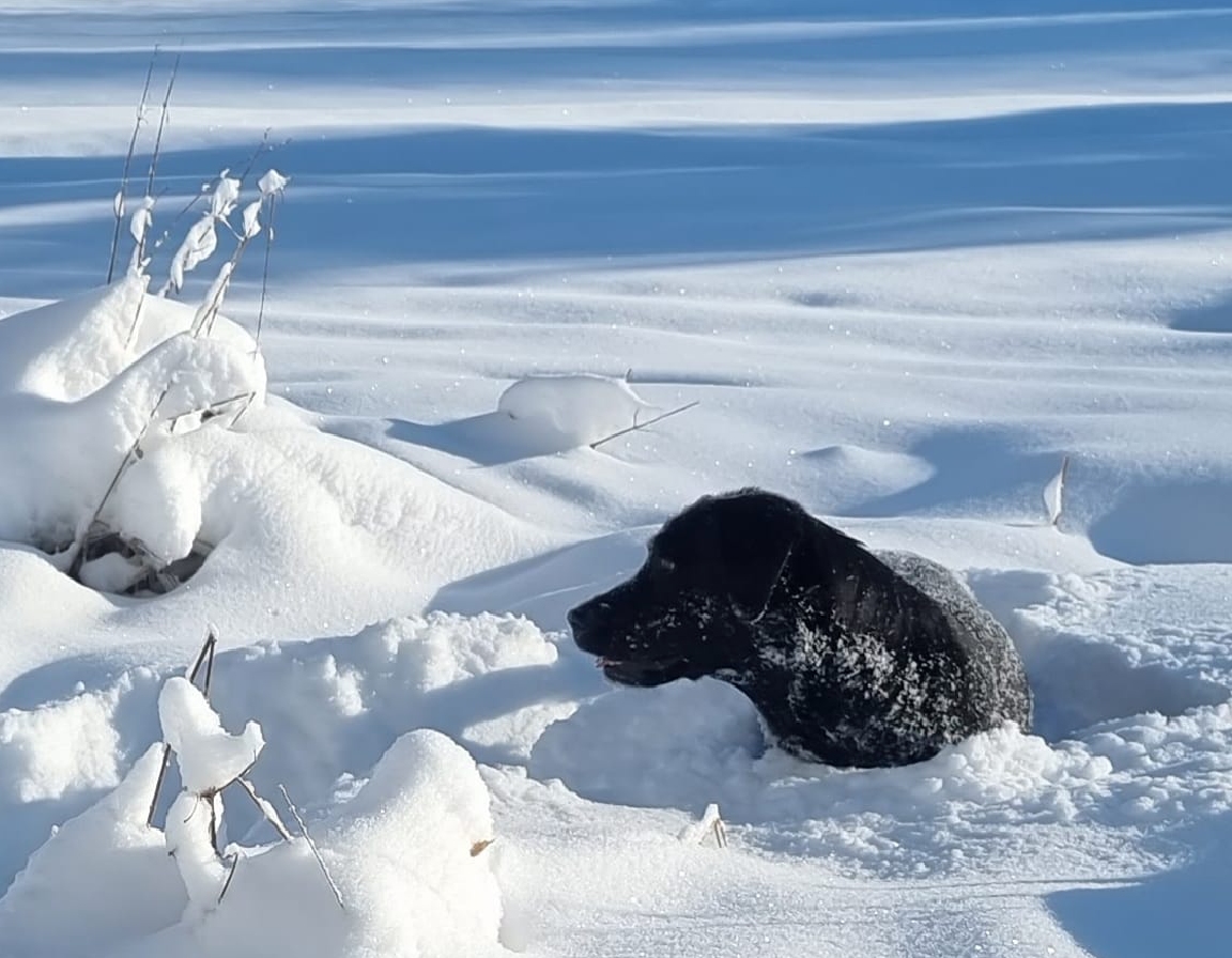 Sesongbaserte søksøvelser for hund